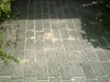 blandede 030.jpg