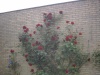 Haver 038.jpg