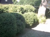 Beskæring
