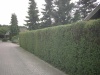 Beskæring